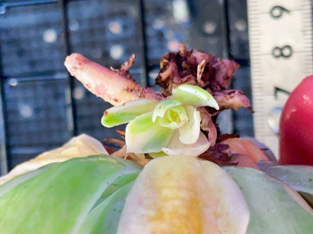 ツナミ錦 ミックス斑 カキコも美斑入り 多肉植物 エケベリア 太め莖