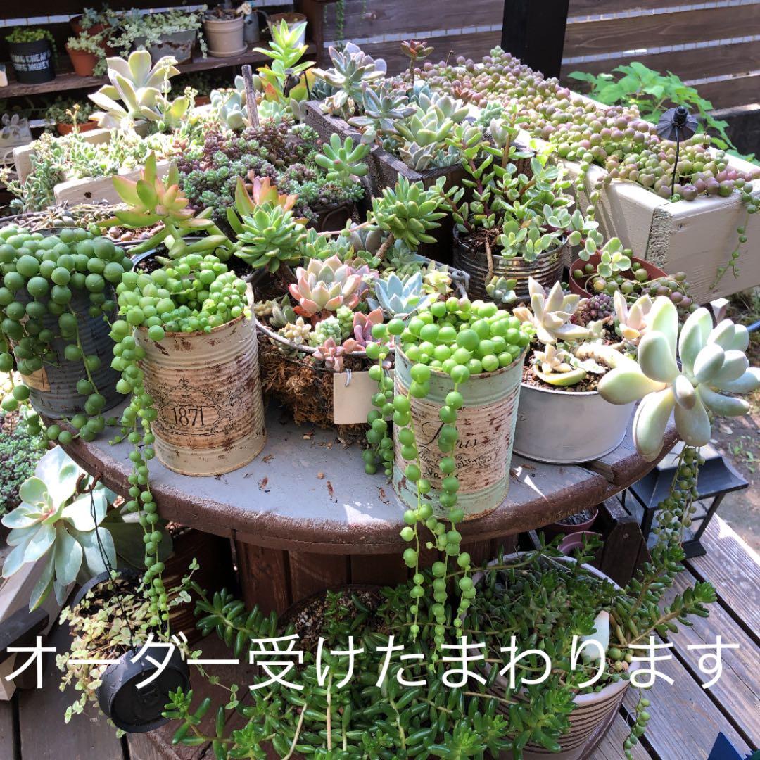 オーダー受けたまわります。お気軽にどうぞ！ こんにちは😊