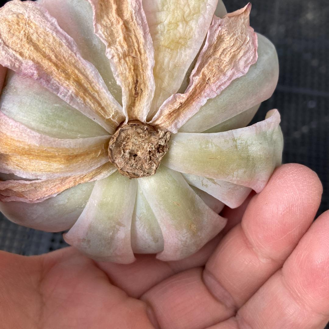 エケベリア 韓国苗 大苗 ムーンフェアリー錦 多肉植物 ポコ多肉 - メルカリ