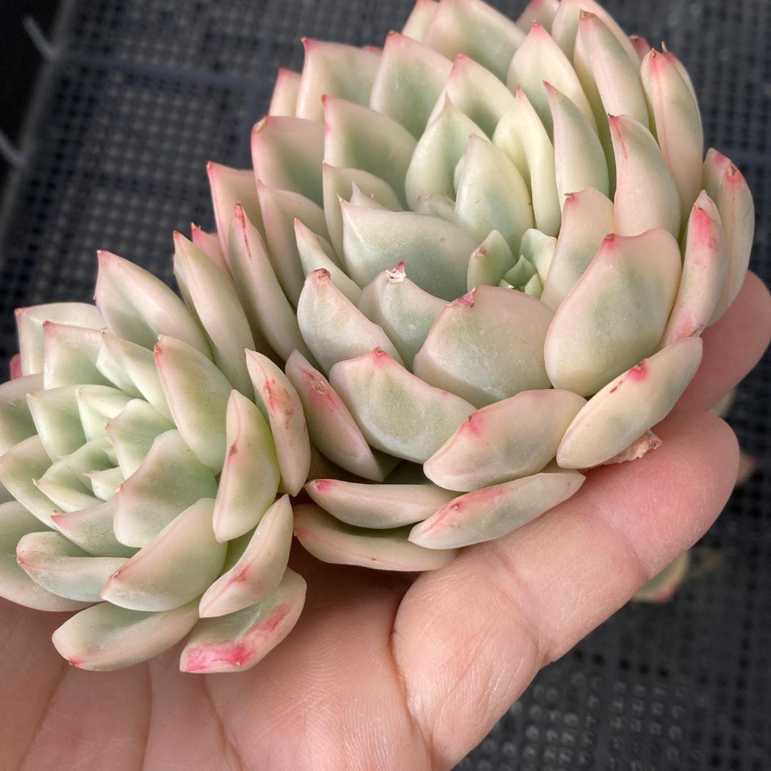エケベリア 韓国苗 大苗 ムーンフェアリー錦 多肉植物 ポコ多肉 - メルカリ