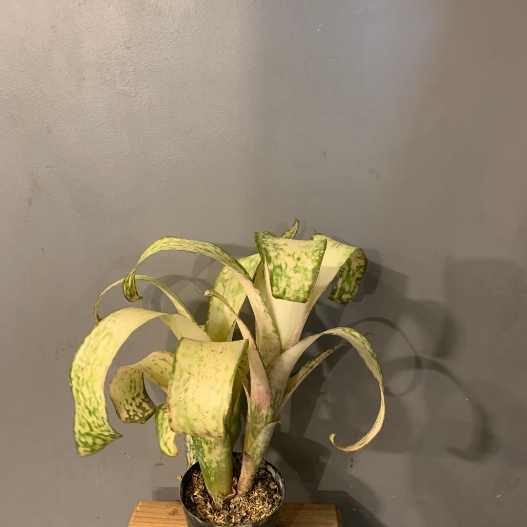 ビルベルギア ストロベリー 子株付き 2 2 子株付き ストロベリー