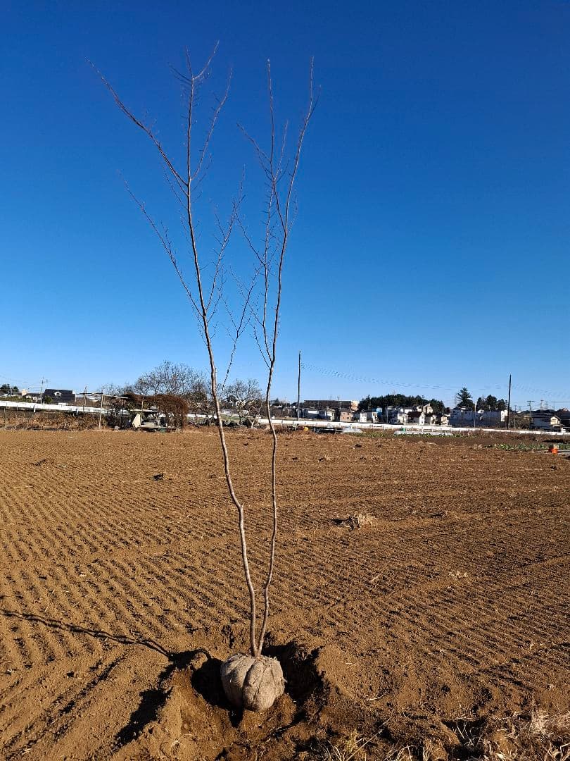 クマシデ 山彩り ――雑木 アオダモ アオハダ カエデ モミジ ―― カエデ・もみじ ヤマモミジ系 青しだれの通販 苗木部 By 花ひろば