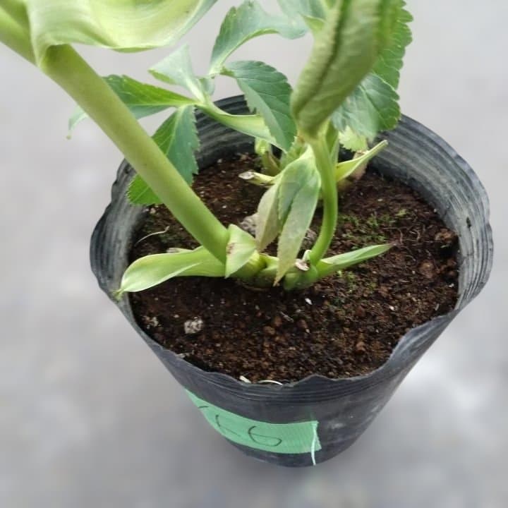 野田園芸。ヘレボルス 多層花びら 緑と紫の斑点グリーンバイカラー