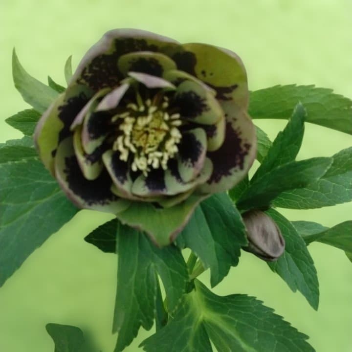 野田園芸。ヘレボルス 多層花びら 緑と紫の斑点グリーンバイカラー