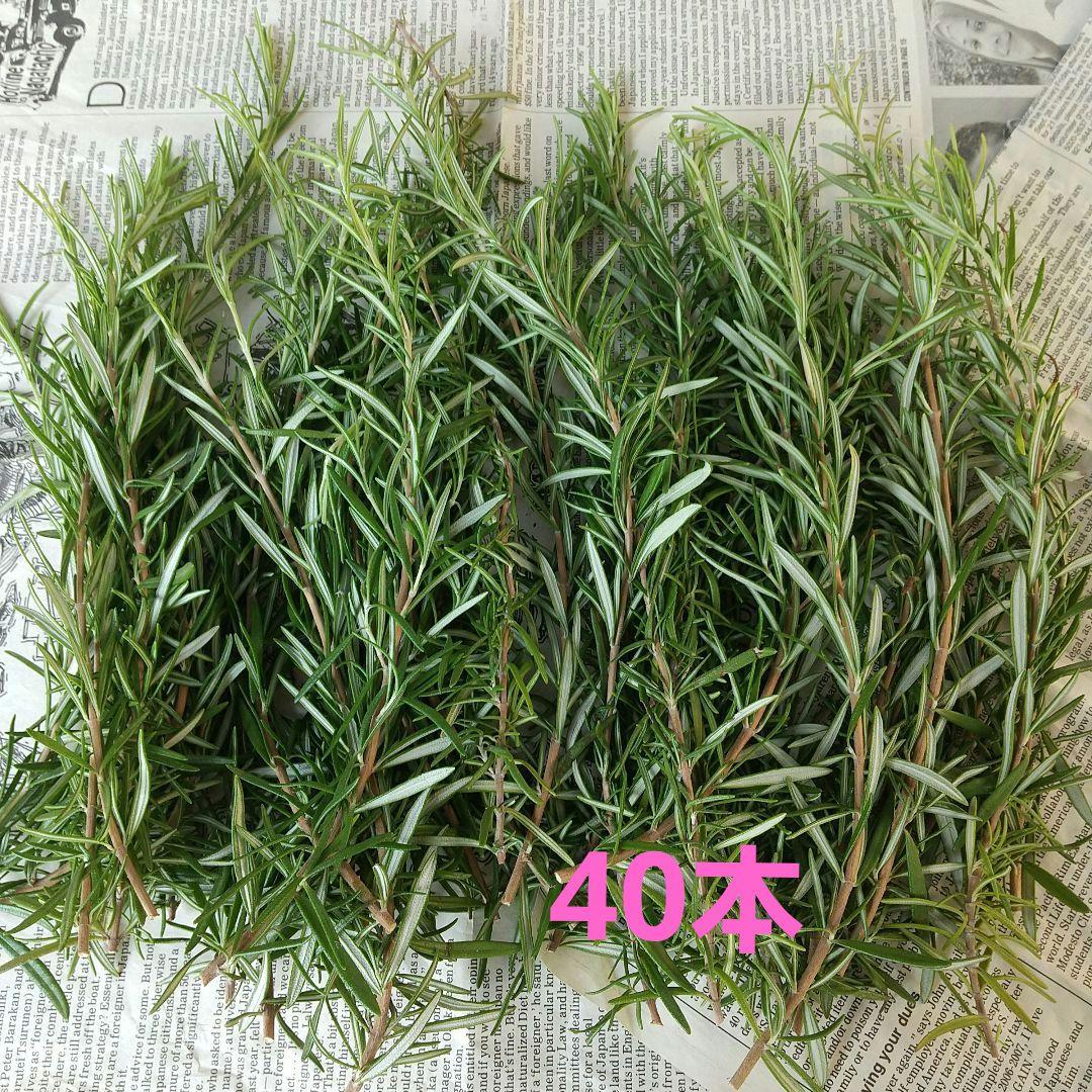 ハーブ ローズマリー 先端カット枝 40本 - メルカリ