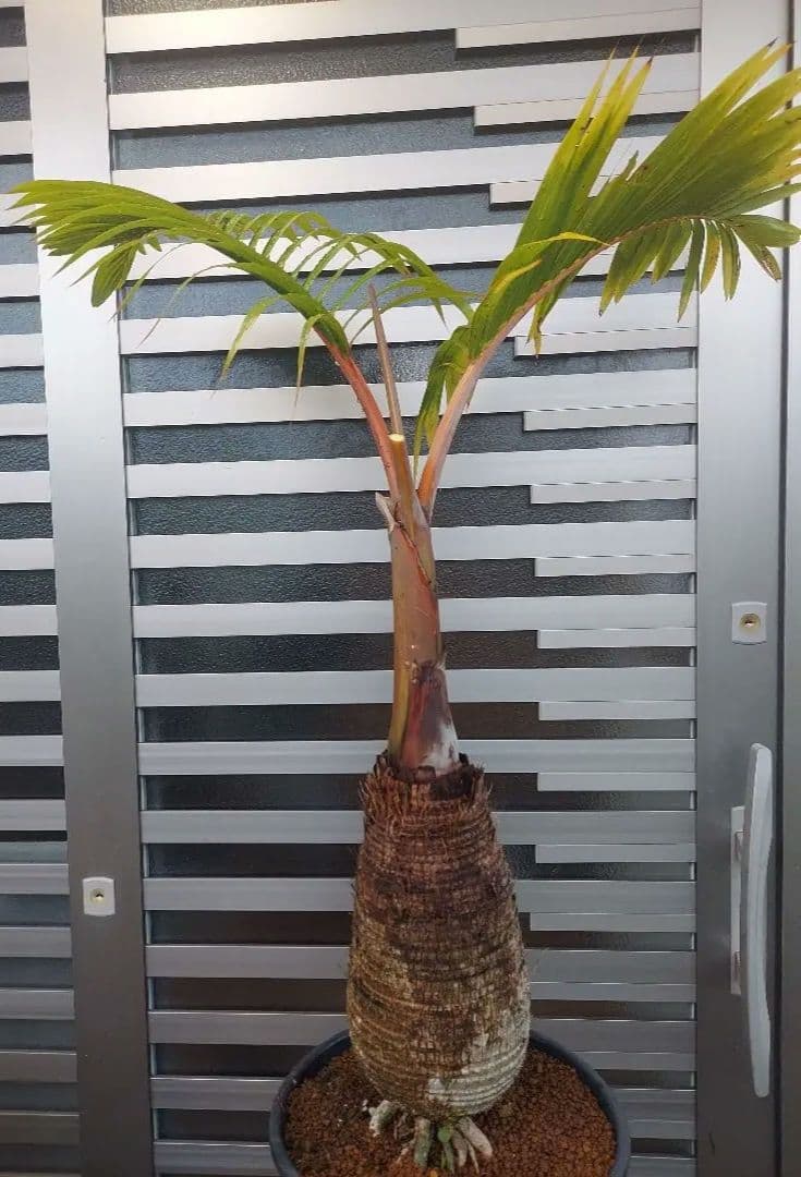 トックリヤシ トックリヤシ | Mascarena lageniraulis | かぎけん花図鑑