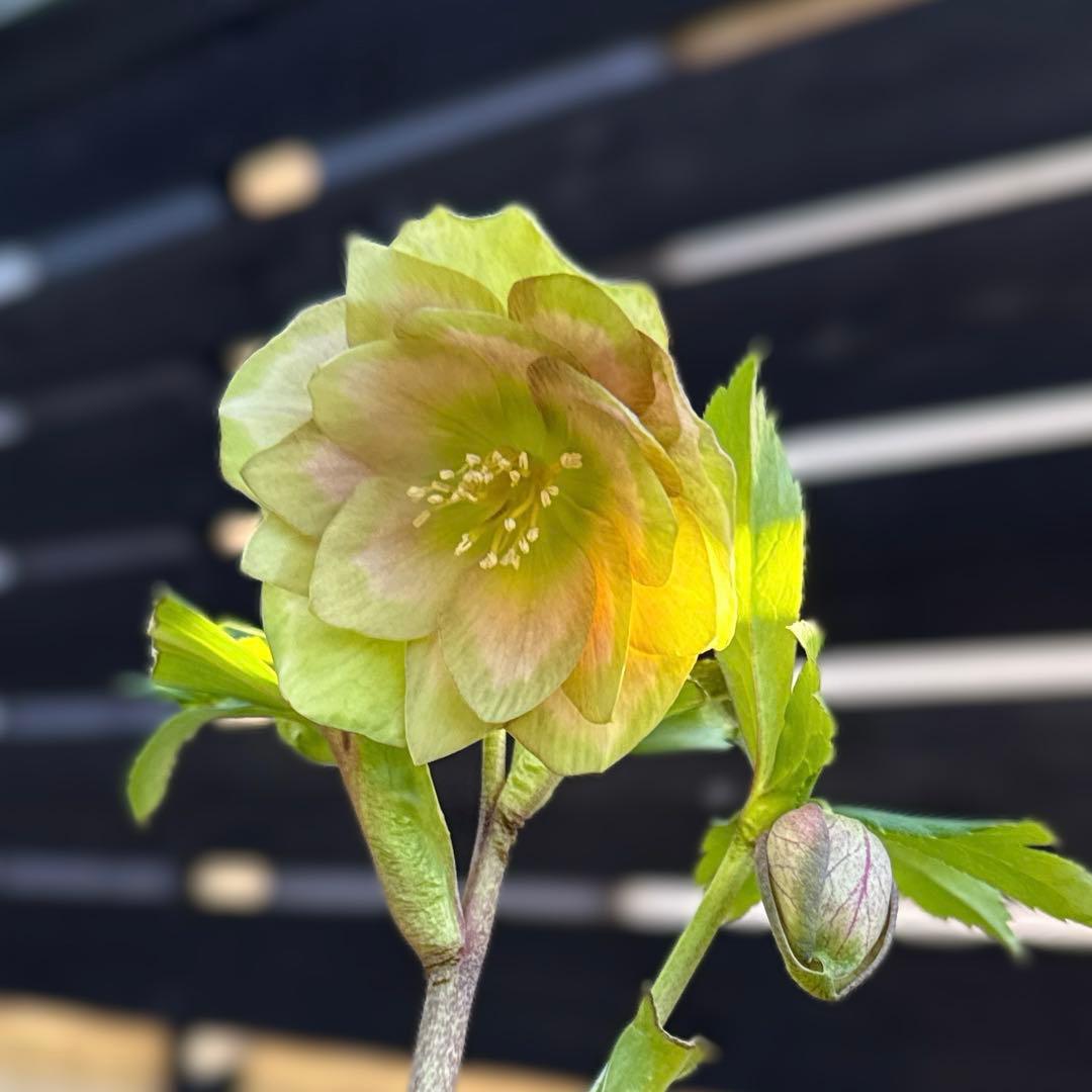 ラスト1点‼️かすり桜利休風□ 曽田園芸 クリスマスローズ 今季株分け