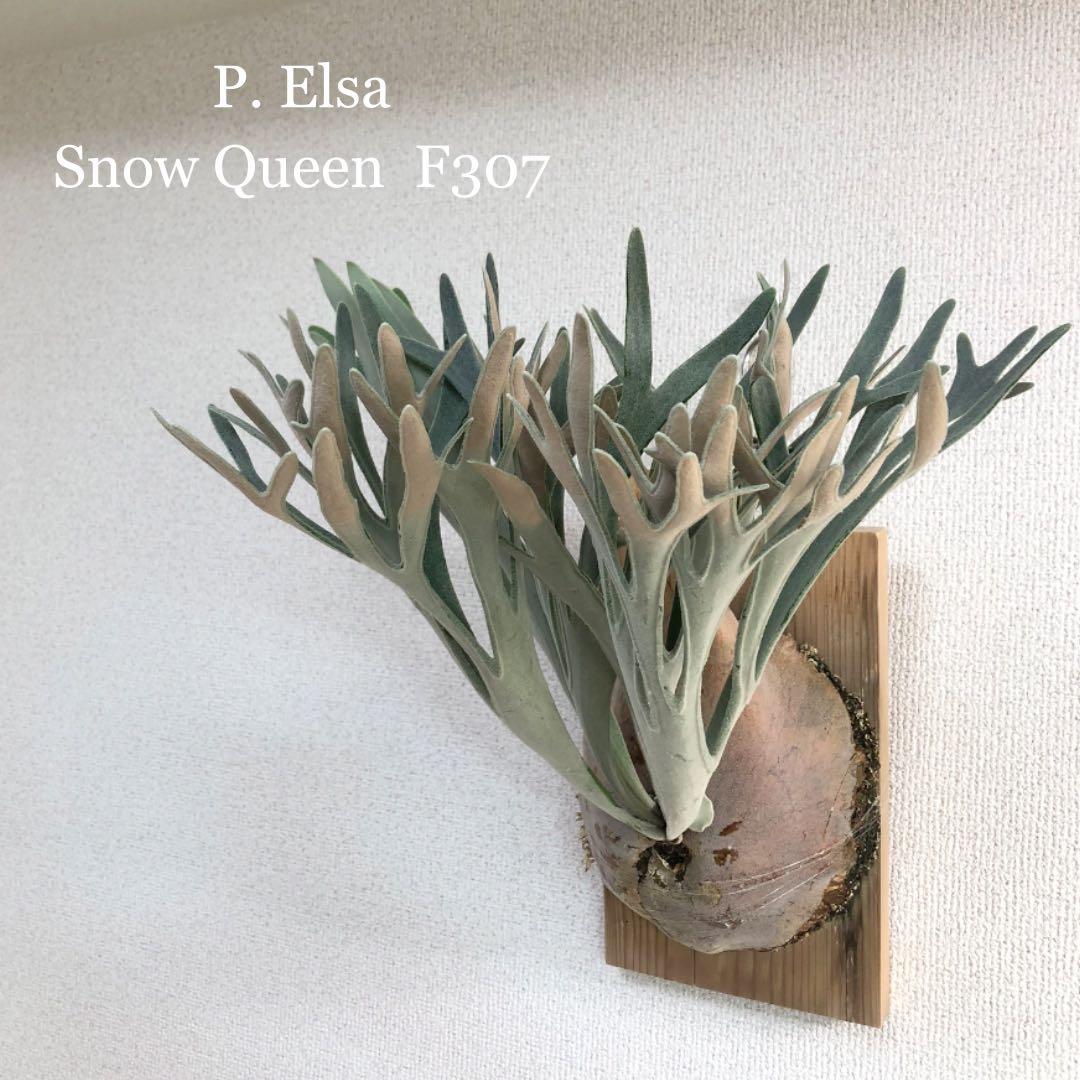 子株】P. Elsa Snow Queen F307 ビカクシダ 子株 OC