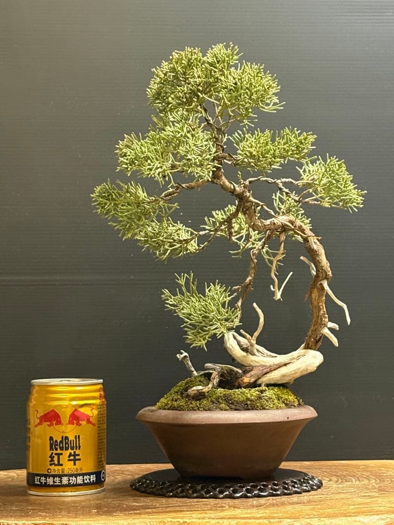 [盆栽]真柏 盆栽・真柏 Bonsai Juniper – bonsailife686868
