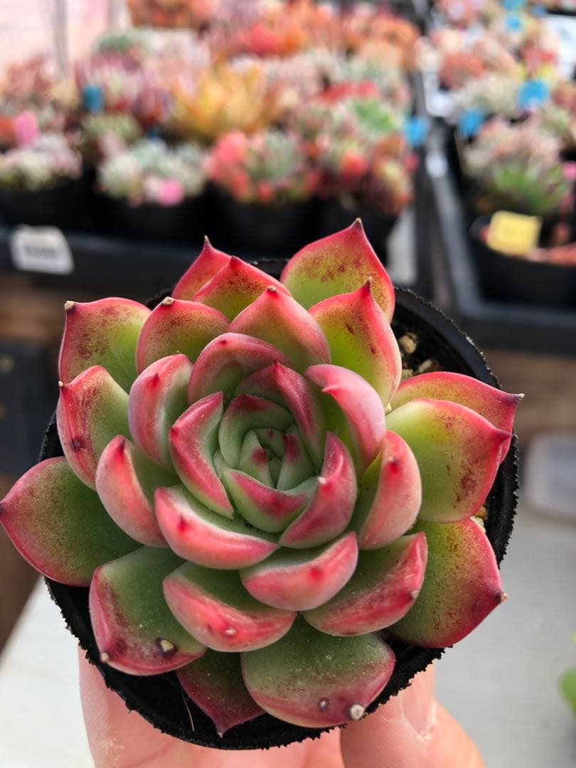 多肉植物 ロウルサンコ苗♡抜き苗セット - メルカリ