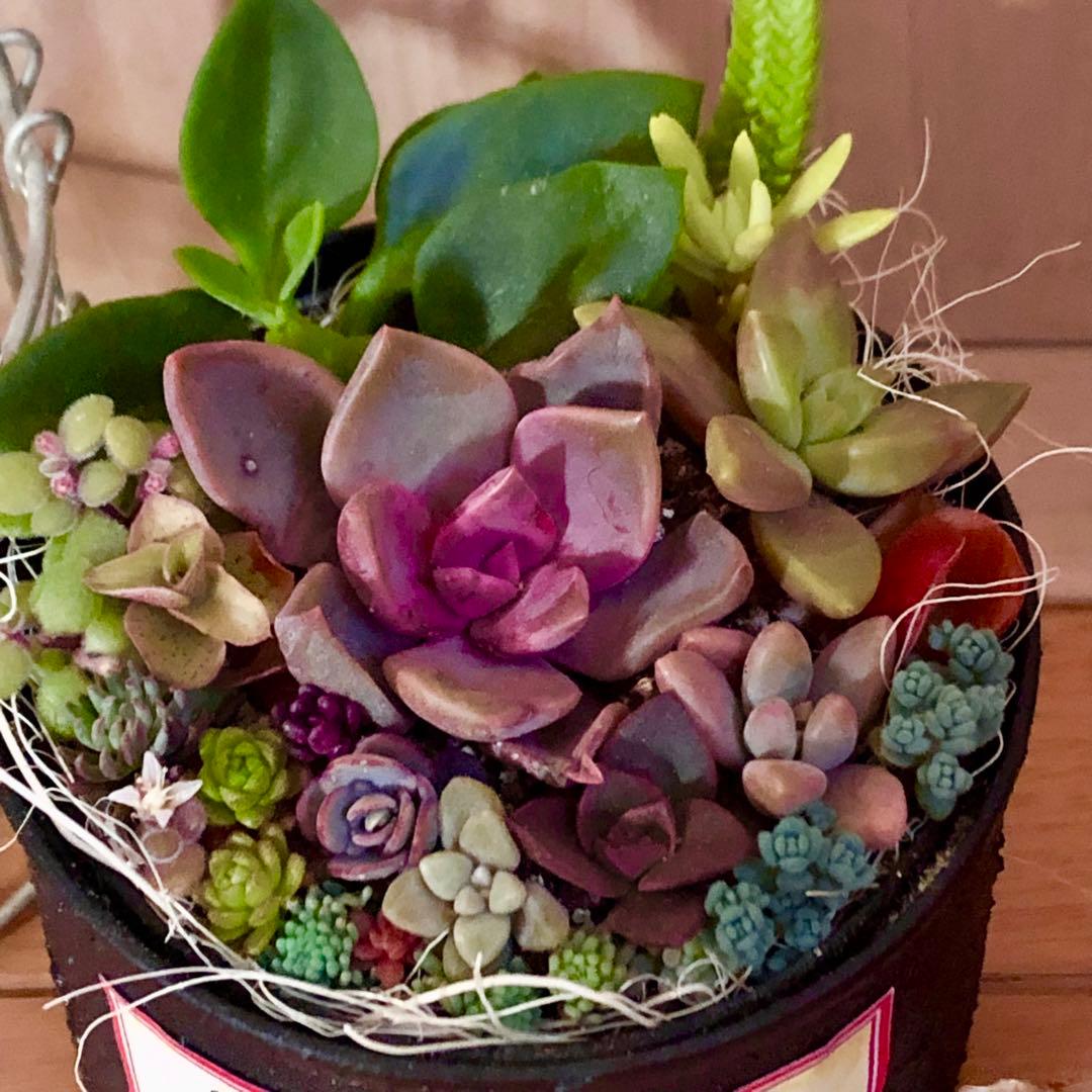 そのまま飾れます❤️ 多肉植物 寄せ植え 育て方メモつき❤️ カラフル