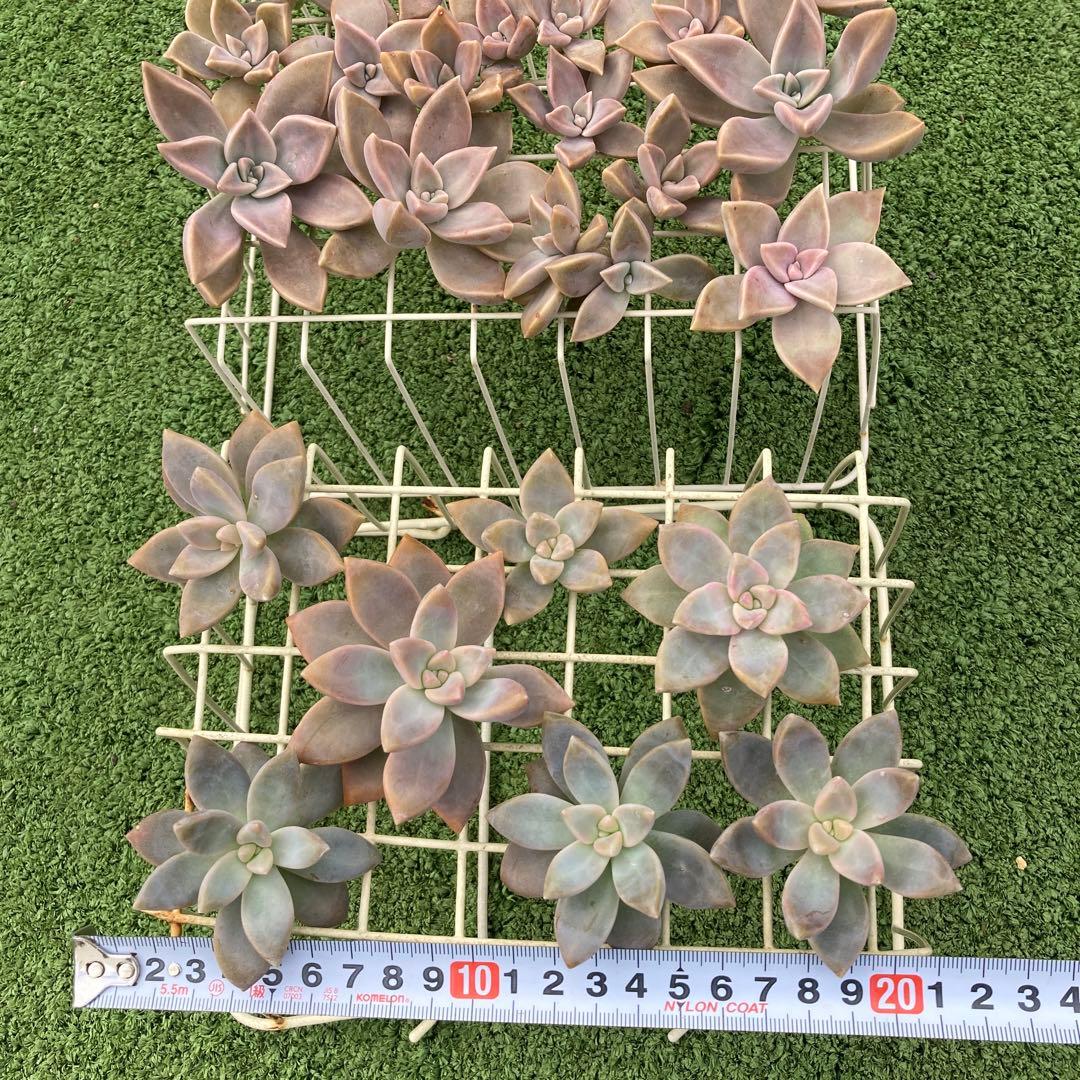 多肉植物 桜牡丹カット苗全て - メルカリ