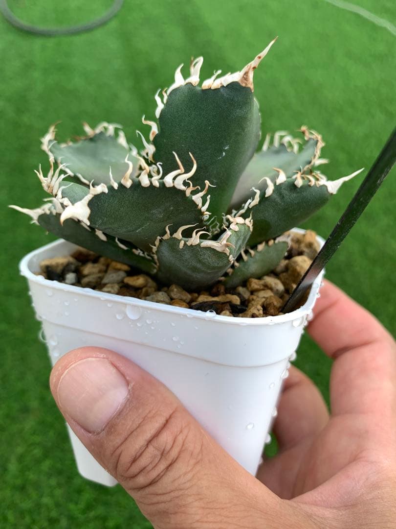 特選】アガベ☆チタノタ☆金剛☆キングコング☆超強棘☆極上☆抜き苗