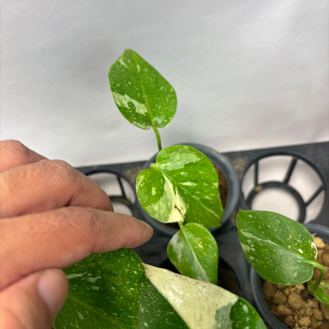 訳あり10株セットms75【特別選抜】モンステラ・タイコンステレーション