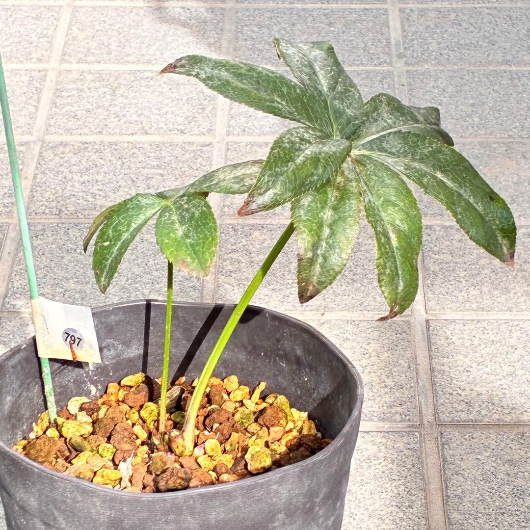 ヒ*イ様 ☘️ 唯一無二❤️開花株❤️根充実❤️⭐️超⭐️沢山新芽❤️797超希