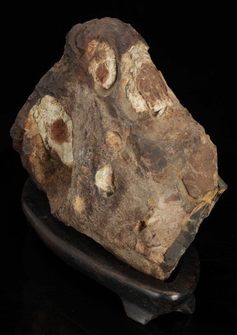 菊花石 花紋石 台座付 3.6kg 鑑賞石 原石 自然石 美石 水石 盆石 飾石