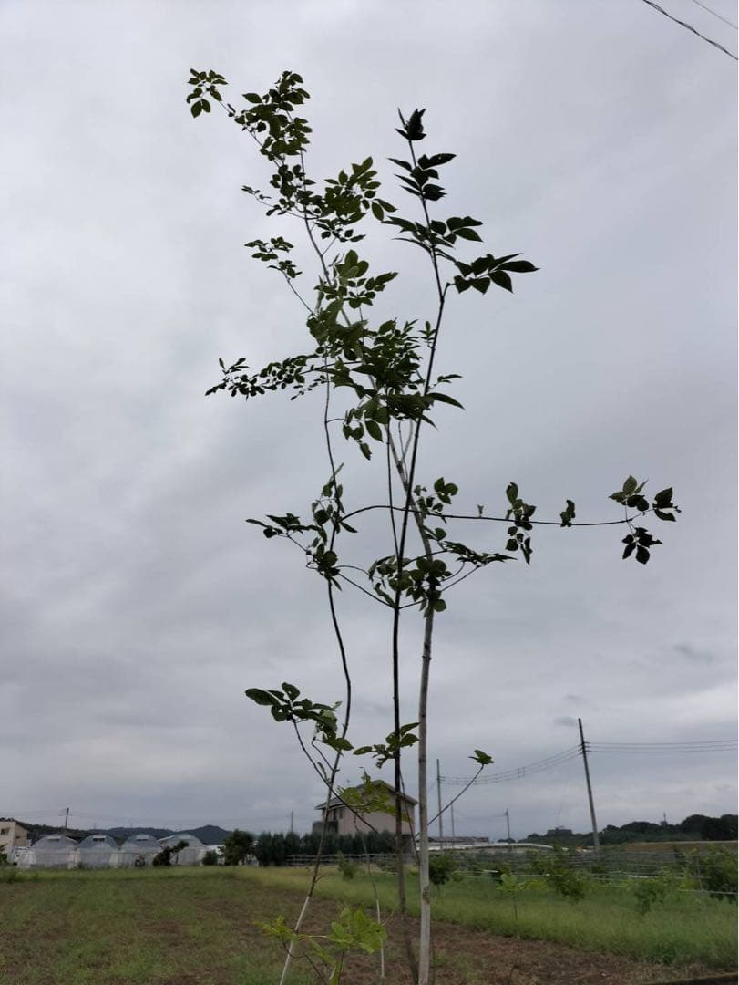 山採り アオダモ 株立ち 3本立ち 自然樹形