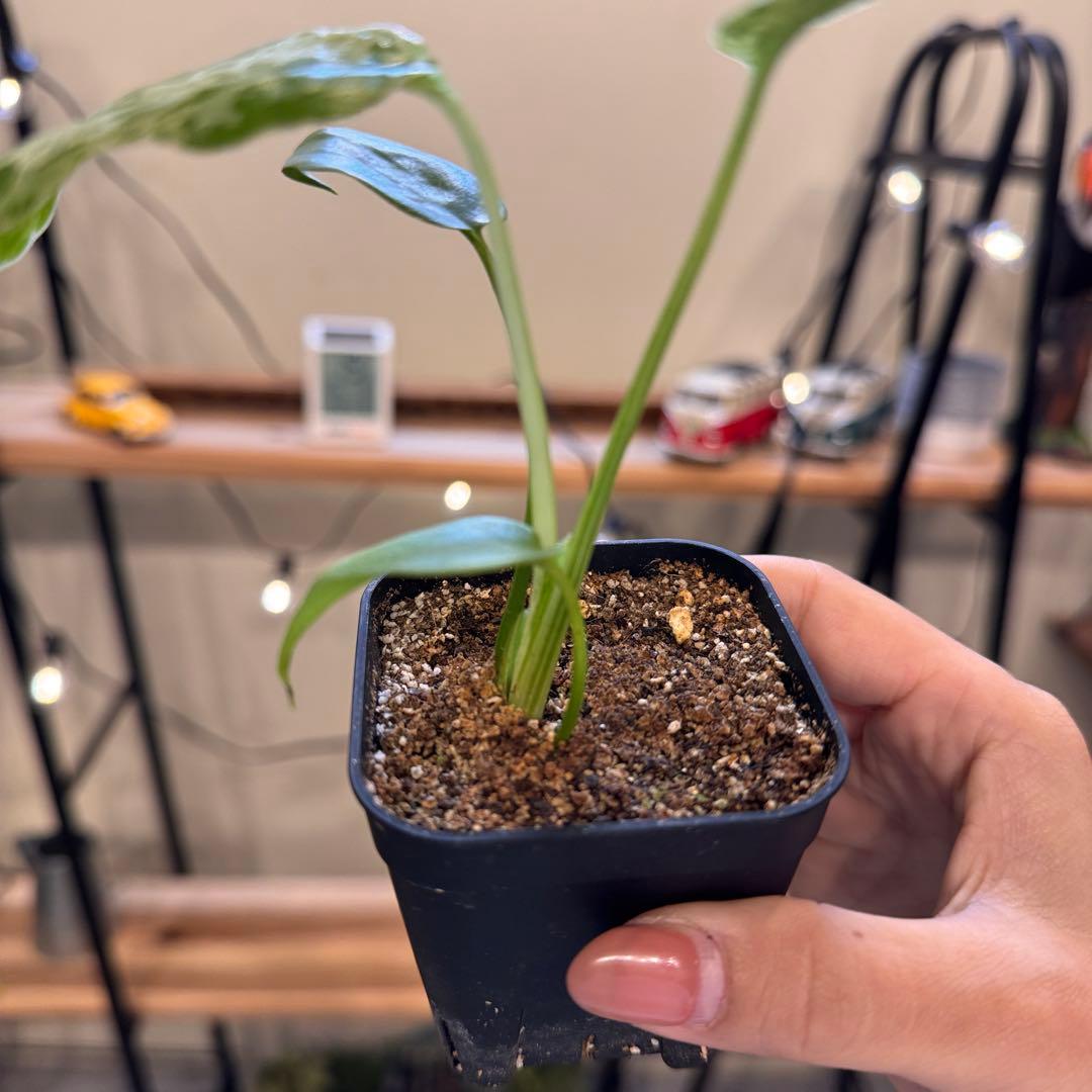 45 モンステラ デリシオーサ バルバソー 斑入り 希少モンステラ TC順化