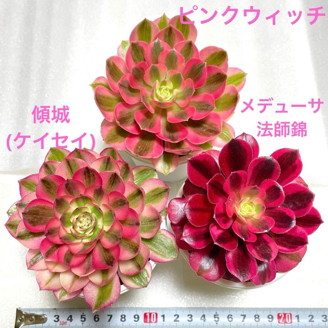 アエオニウム 傾城 メデューサ法師錦 ピンクウィッチ 抜き苗 美苗 お得