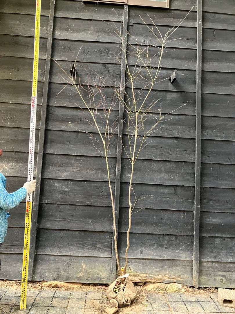 51 山採り　イロハモミジ 楽天市場】【現品】山採り【イロハモミジ】紅葉 自然風樹形 樹高H≒220