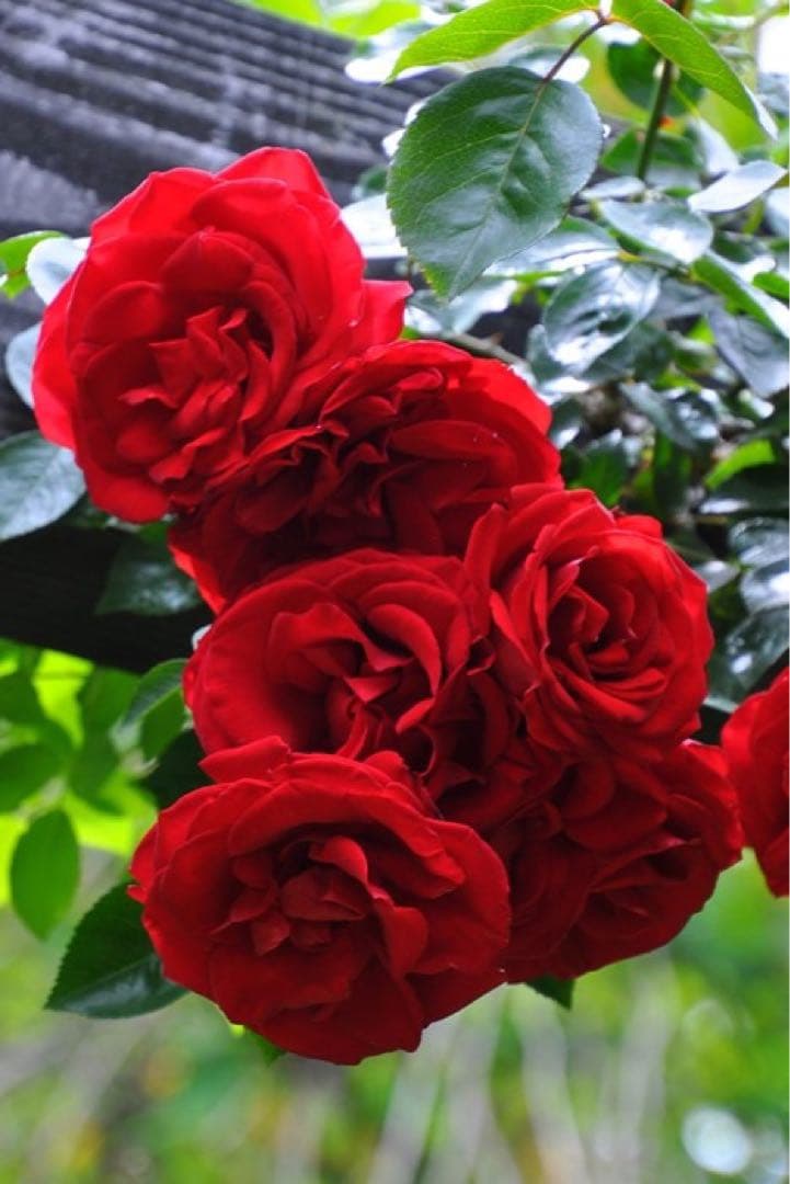 ダブリンベイ つるばら 大苗 大型《10号鉢・ゆうパック》ロゼアポットの鉢付き