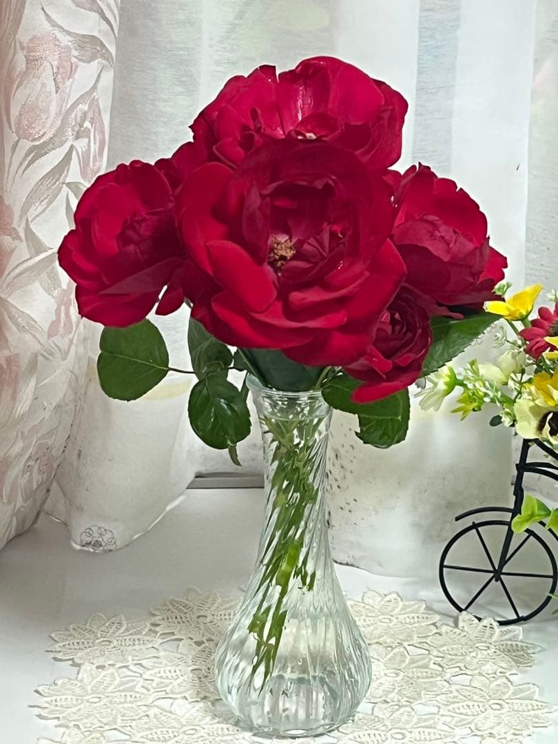 ダブリンベイ つるばら 大苗 大型《10号鉢・ゆうパック》ロゼアポットの鉢付き