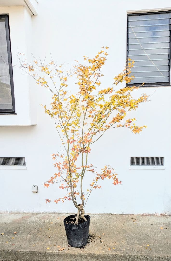 見事！ただ見事！根上がりイロハモミジ。 イロハモミジ 株立 樹高2.5m前後(根鉢含まず）シンボルツリー 落葉樹