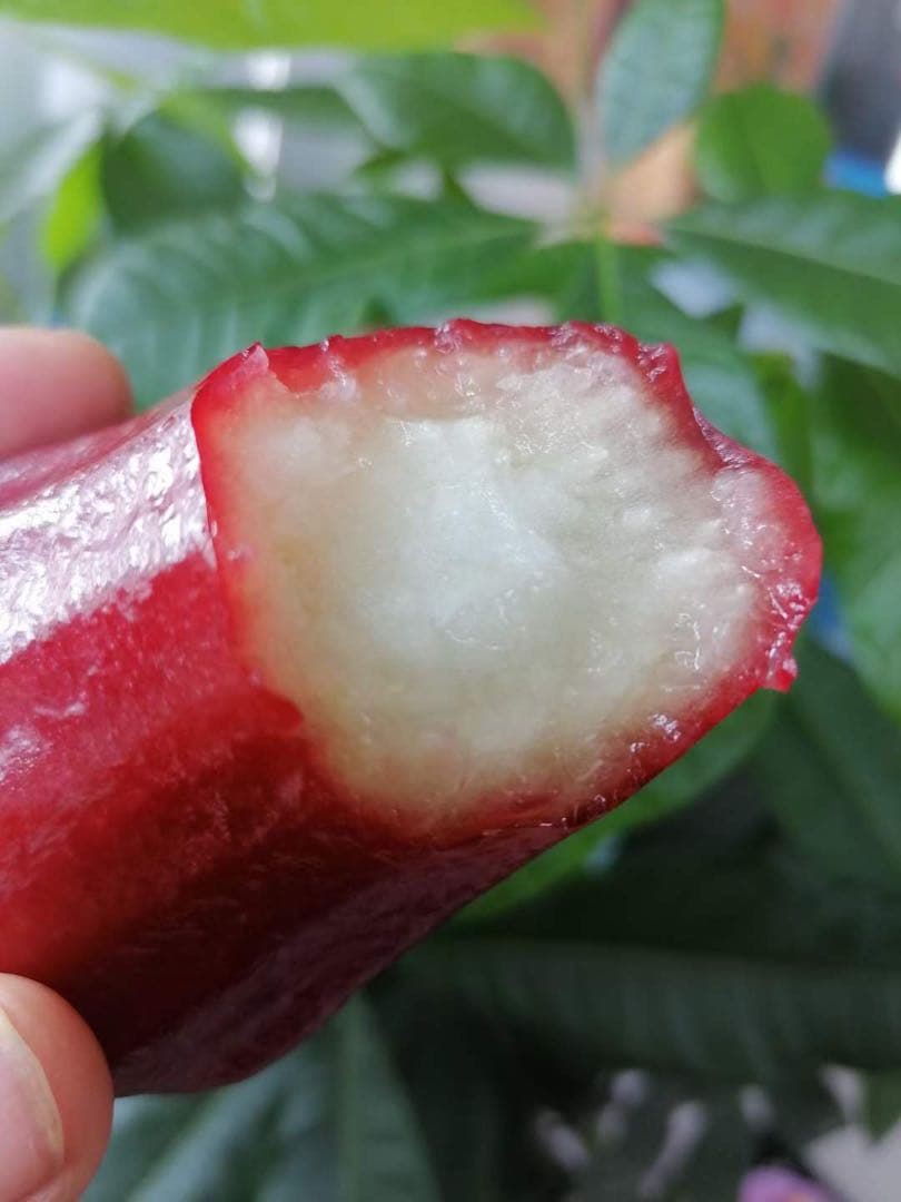 超希少 特大 レンブ取木苗木 台湾黑金蓮霧 - メルカリ