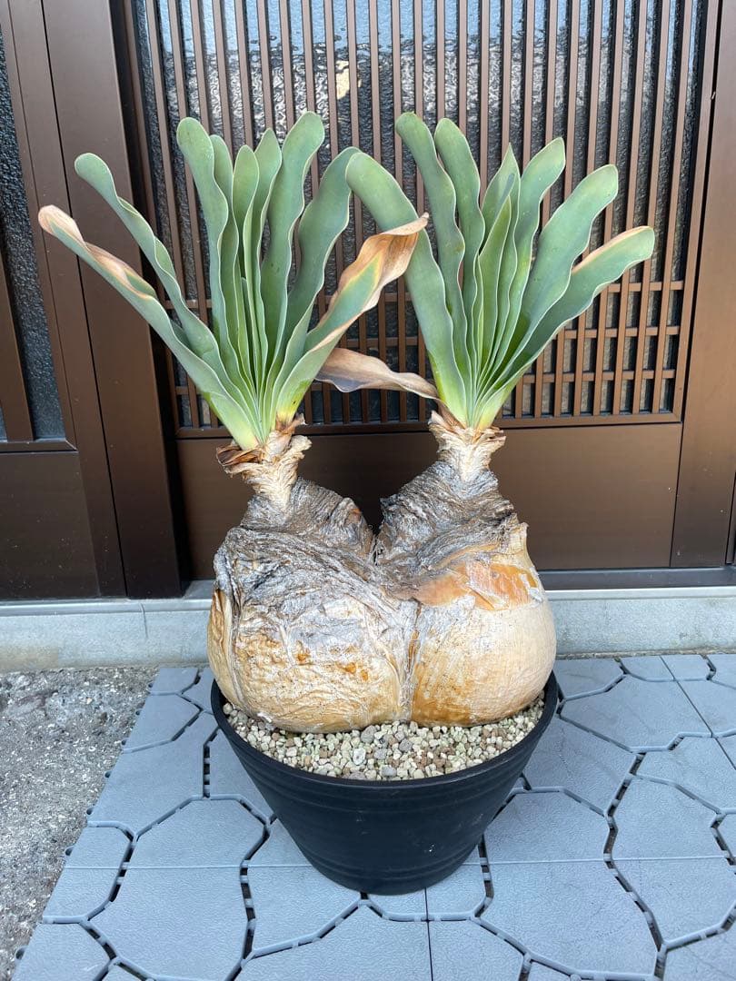 2頭 特大ブーファン ハエマンソイデス 発根済み - メルカリ