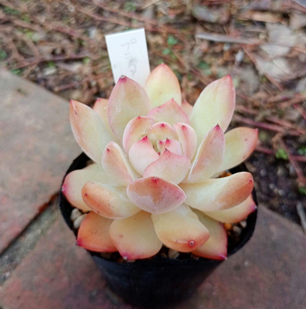 プラダ 多肉植物 抜き苗 - メルカリ
