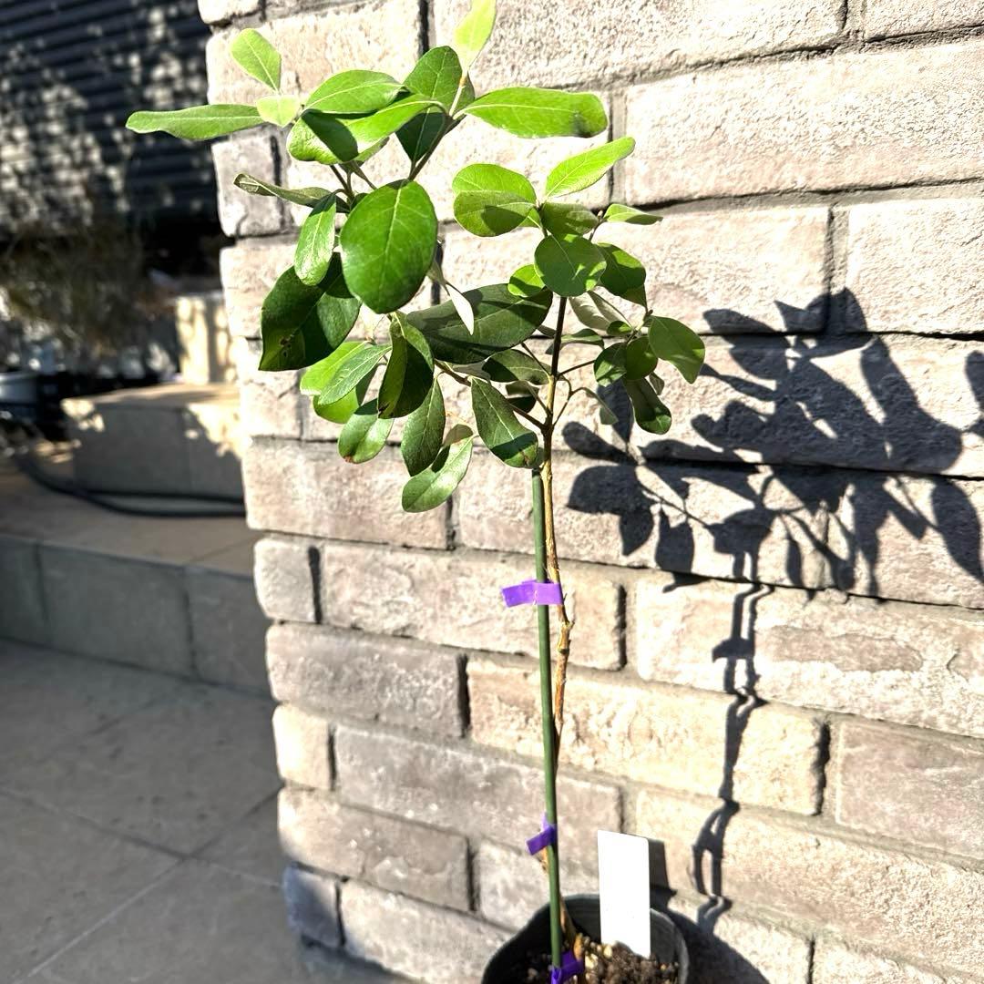 10 希少 レア フェイジョア アントワネット 挿し木苗 高さ60㌢程 証票