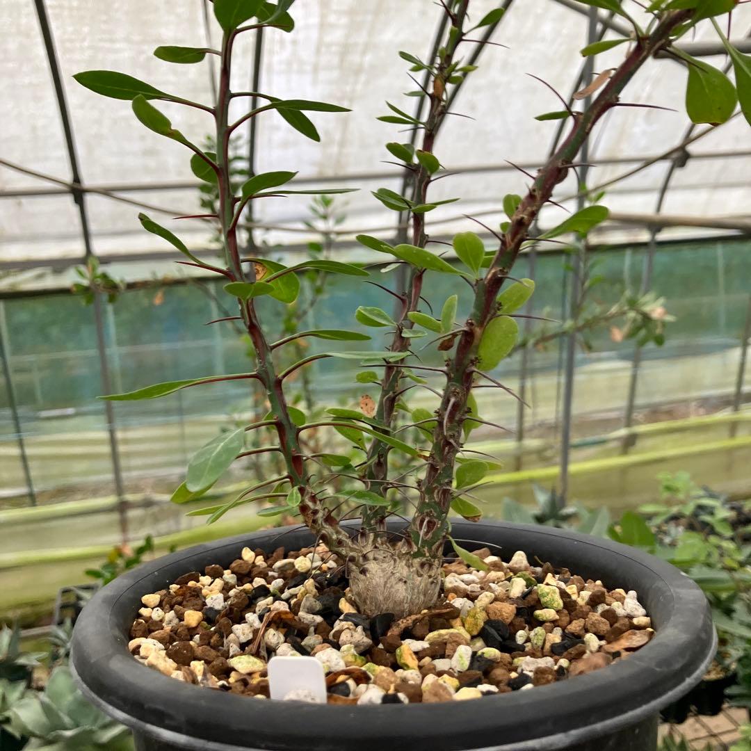 フォークイエリア ファシクラータ 実生 - メルカリ