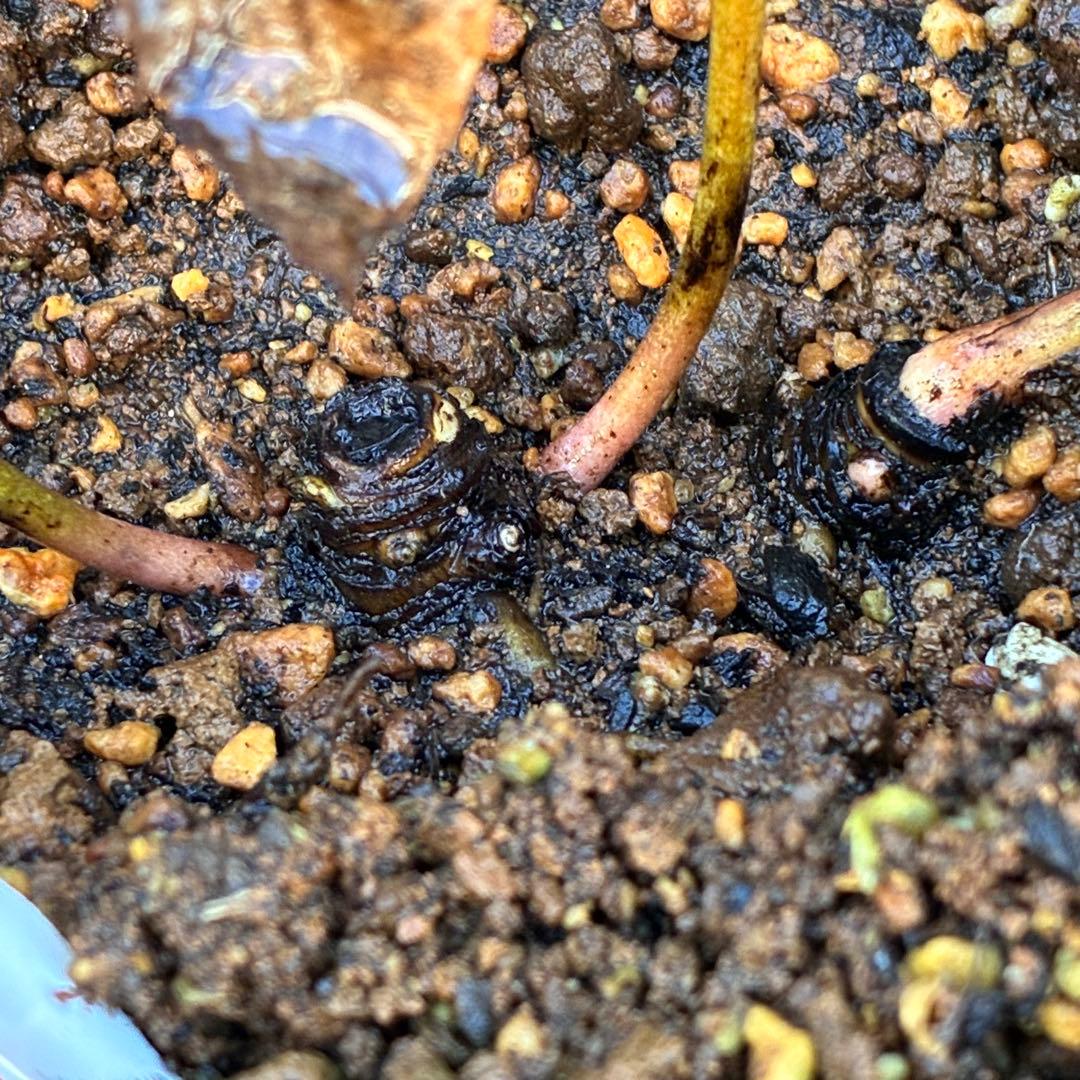 よ*ん様 ❤️開花株❤️BRIAR ROSE同一交配930Ash【ASHWOOD