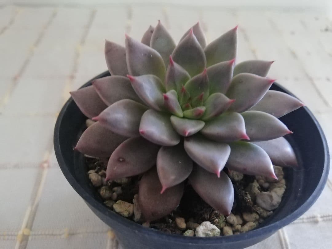 多肉植物エルメス韓国苗