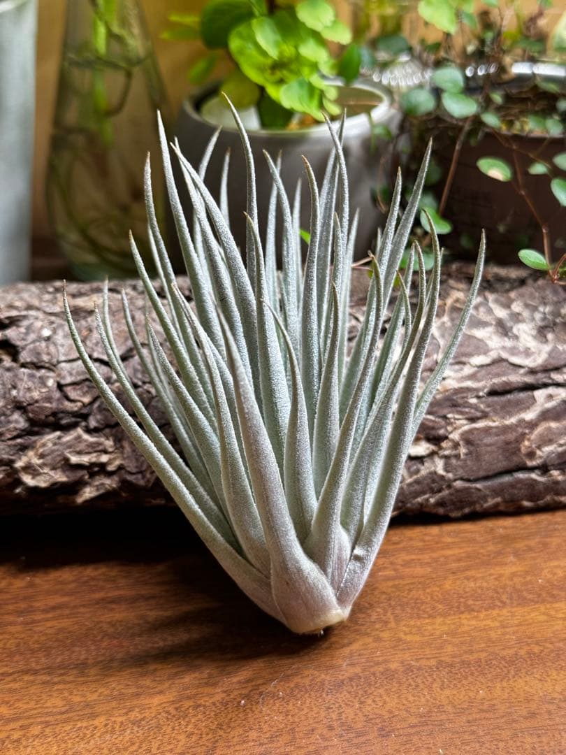 チランジア　ロゼイフローラ×ベルニコーサ imgrc0127416620.jpg