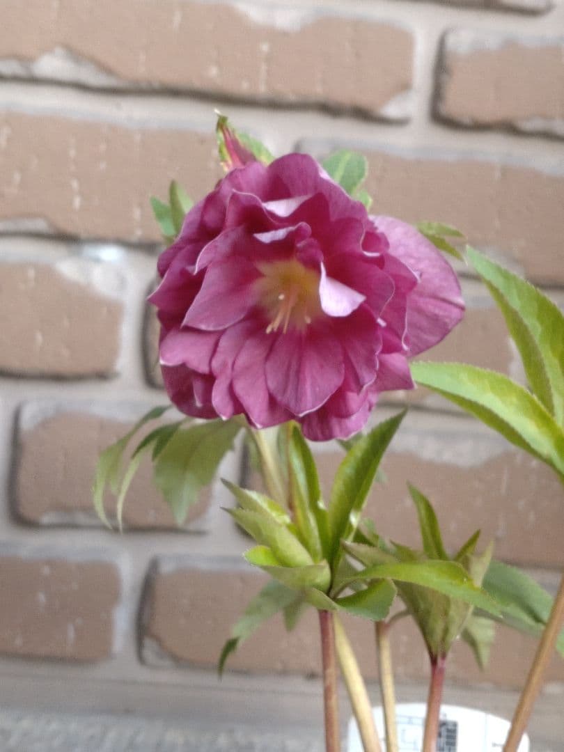 広瀬園芸✨ピンク✨ダブル♥クリスマスローズ 大和園】 クリスマスローズ 『ダブルピンク』 2024 【No.6】 | すべて