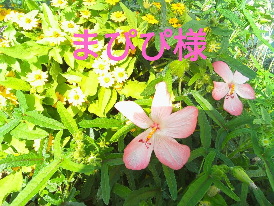 まぴぴページ☆ 2026.02.23 TIP撮影会 #ひまちゃん #スプラウト学園 #TIP撮影会