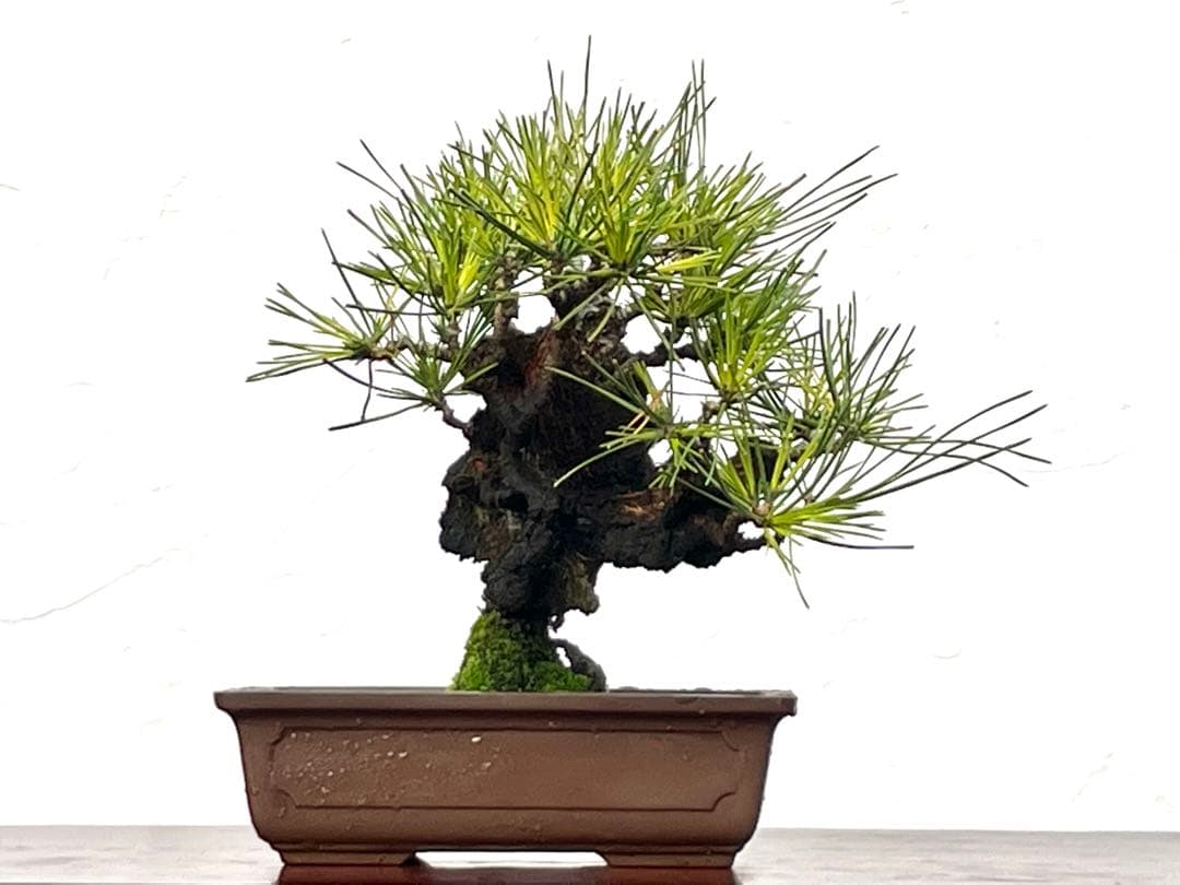 三河盆栽　錦松　盆栽 中品盆栽：錦黒松* 錦松ニシキマツにしきまつ幹肌鉢植え 和 お花見