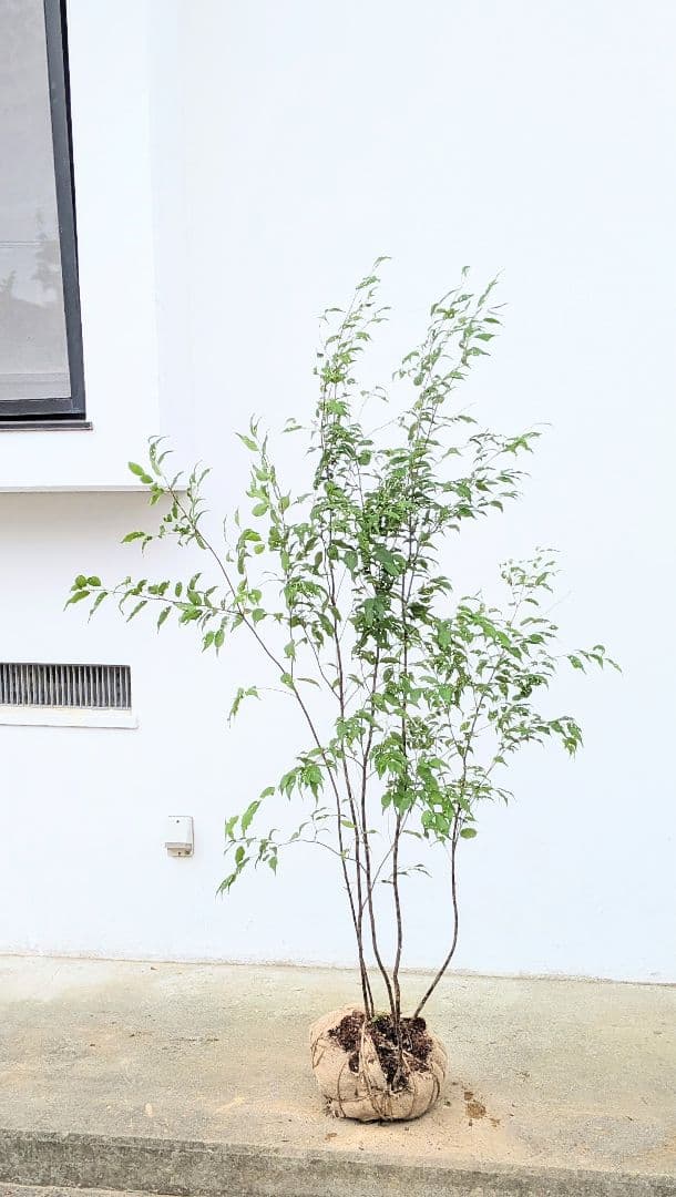 美形。山採りハイノキ。 楽天市場】【現品】山採り【ハイノキ】株立ち 自然風樹形 樹高H≒235