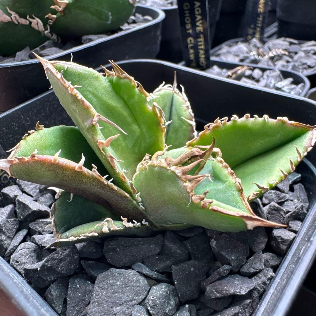 有名趣味家血統】アガベ⭐︎チタノタ⭐︎皇冠⭐︎子株⭐︎台湾lize