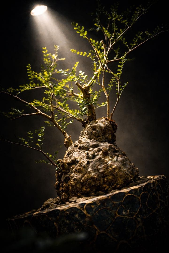 出品終了SALE。丸パキプス【発根済】【ボコ肌】【信楽焼】【作家鉢】 fit=scale-down,w=1200