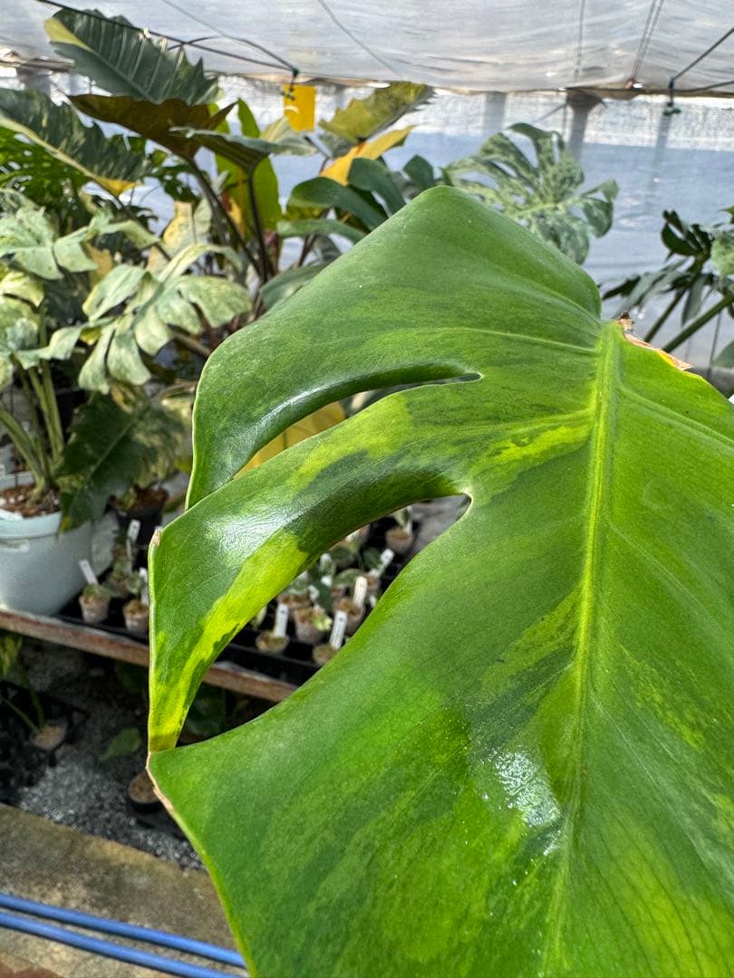 モンステラ デリシオーサ 抹茶斑入り グリーンオングリーン 美遺伝子株