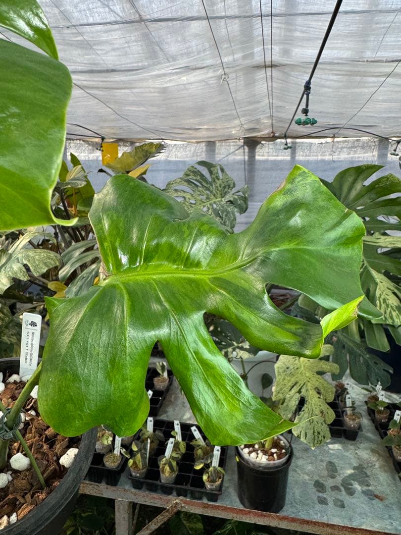 モンステラ デリシオーサ 抹茶斑入り グリーンオングリーン 美遺伝子株