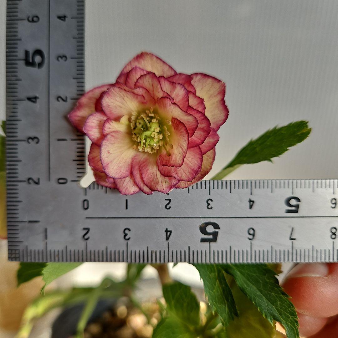 yuko様専用㉖-17㉖-28㉖-35クリスマスローズ