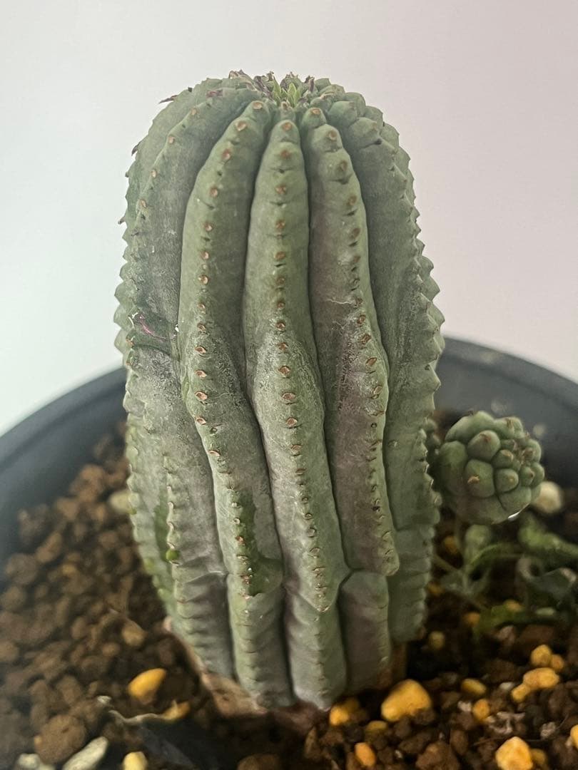 ユーフォルビア　オベサ　希少 超厳選株】ヴィンテージ 超大株 最大幅 約17cm ダブルヘッド 仔吹き