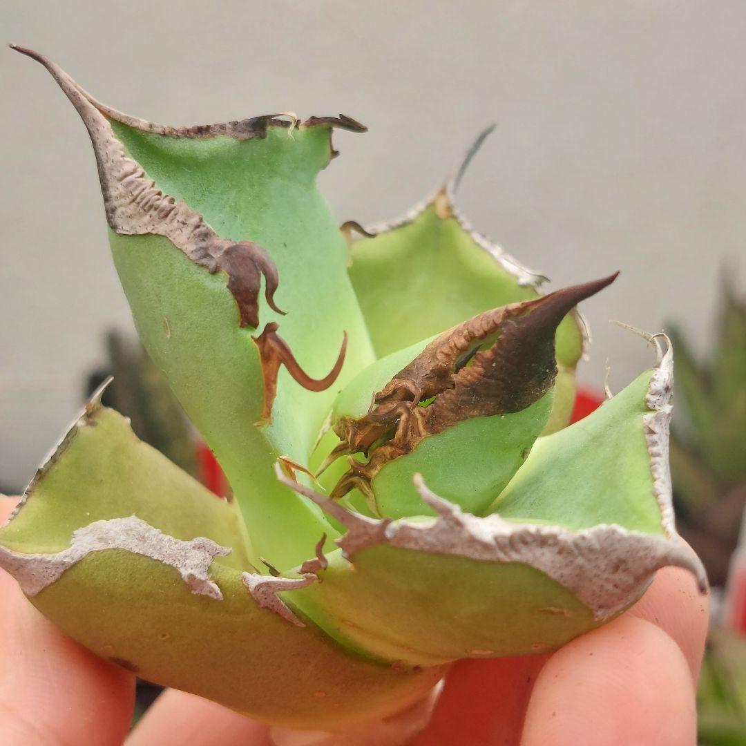 特価】アガベ チタノタ ブラックダイヤモンド 極上株 - メルカリ