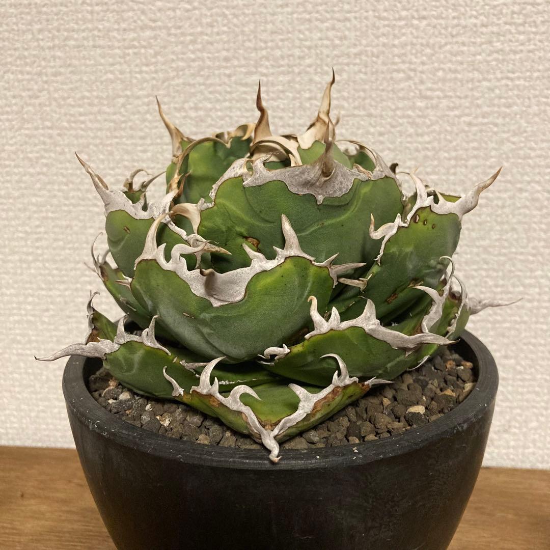 アガベ　チタノタ　白鯨　コレクション株 アガベ・チタノタ白鯨（ボールタイプ）中-070｜agave titanota white wh