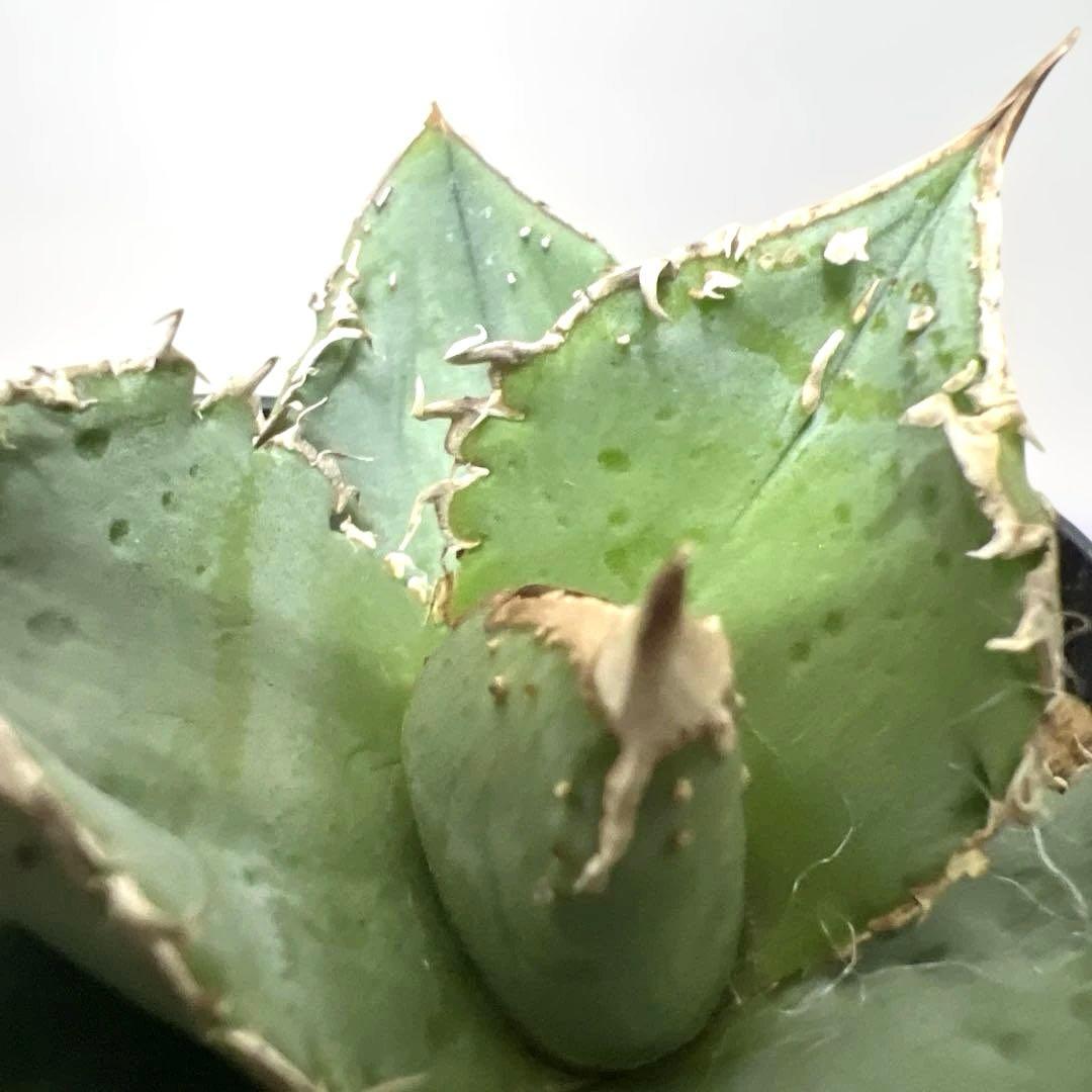 アガベ 鉢植発送 冰雹ブツブツ系 極上血統 超特選 スペシャル個体