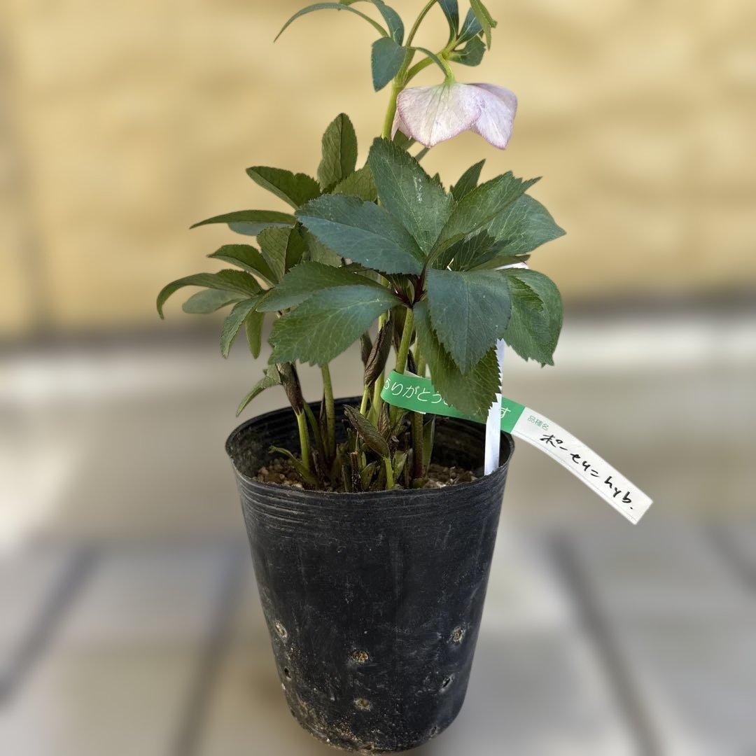 ポーセリンhyb sd大木ナーサリー クリスマスローズ タグ付き 現品 開花