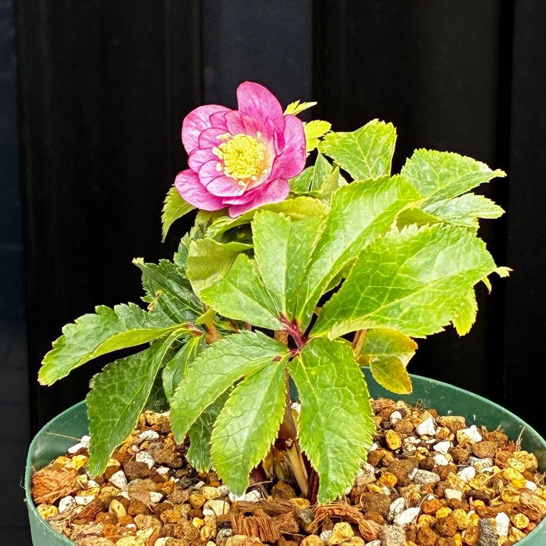 ˙*⋆様 3539☘️蕾花タグ付☘️蜃気楼交配⭐️特殊発色⭐️小輪⭐️オーレア⭐